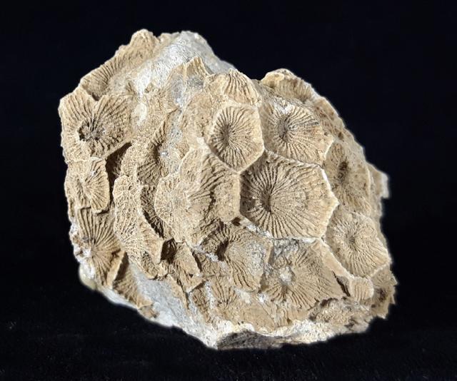 Acroycathus foliformis ORBIGNY 1849 - Bild © FossNet FossilienStore